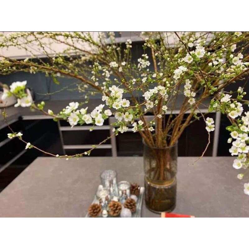 Hoa Tuyết Mai Rừng