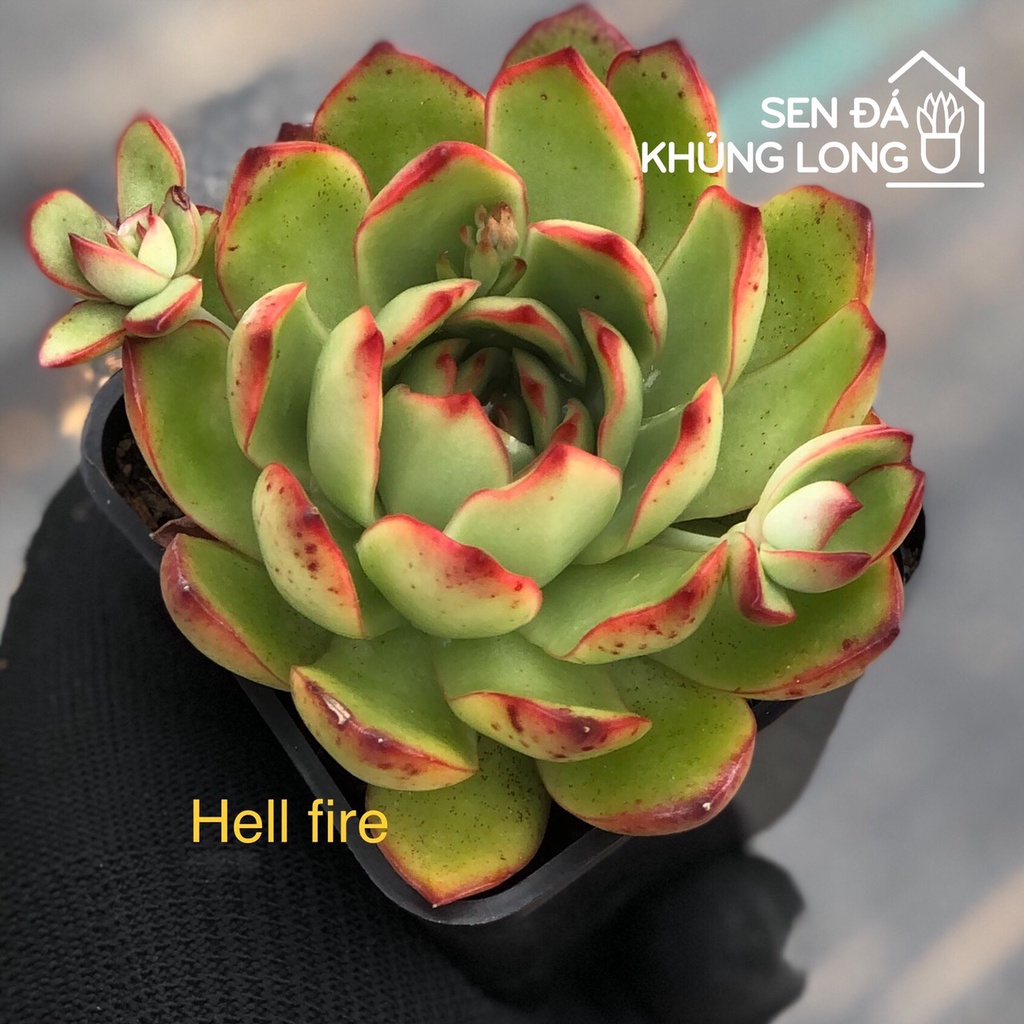sen đá Noen - echeveria ''christmas''