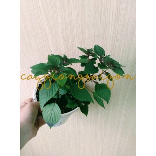 1 cây rau giống tía tô có kèm chậu