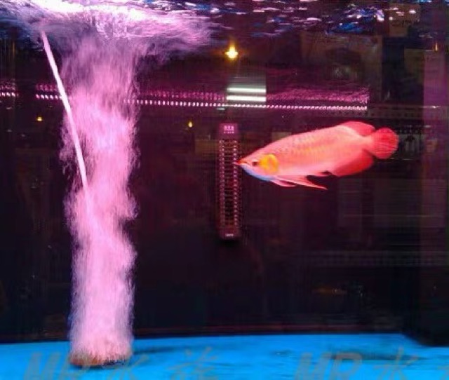 Sủi oxi bánh bao 20cm