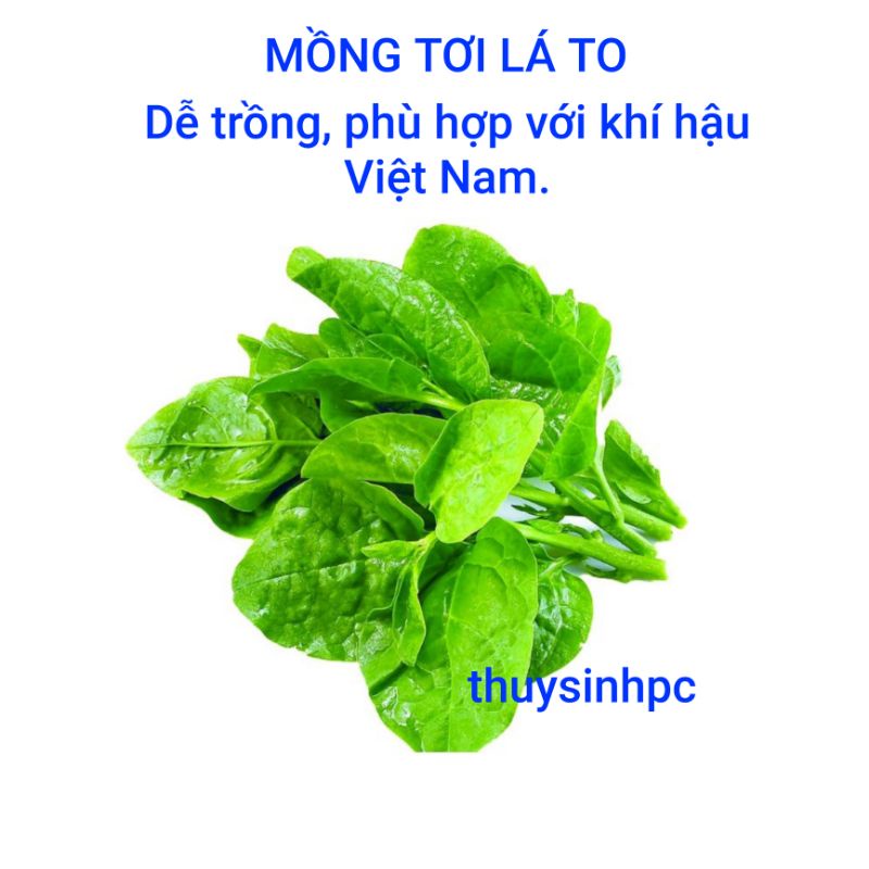 Hạt giống mồng tơi lá to - Hạt giống &amp; cây trồng nhà nông