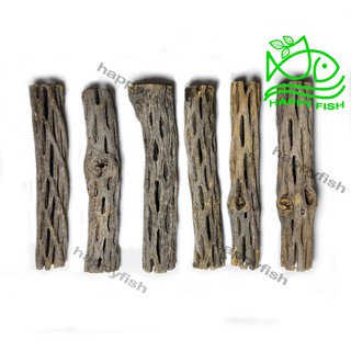 Lũa Cholla Cactus - Lũa xương rồng