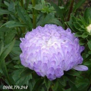 Hạt giống hoa cúc kim cương mix ~ 50 hạt