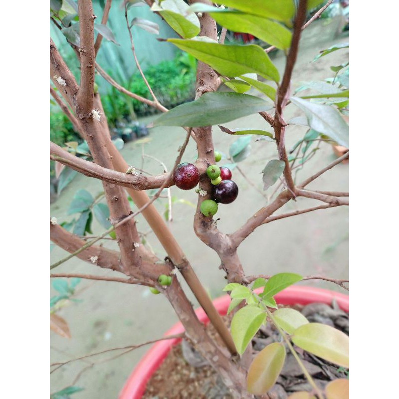 Cây nho thân gỗ tứ quý loại vừa
