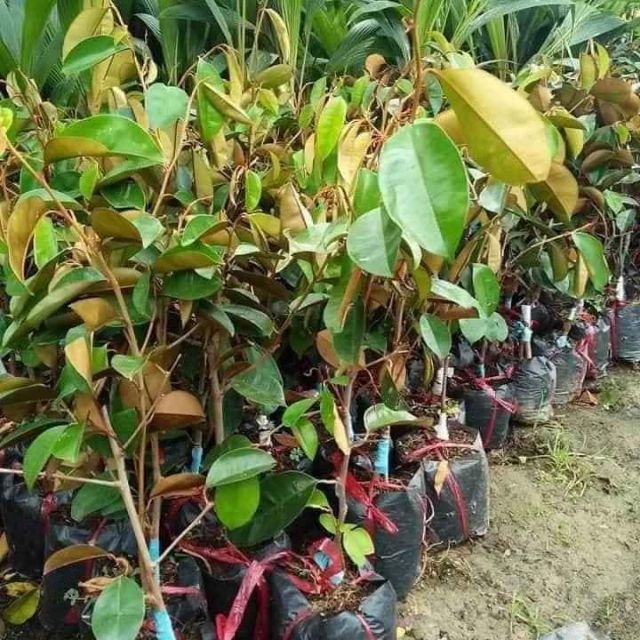 Combo 5 cây giống vú sữa
