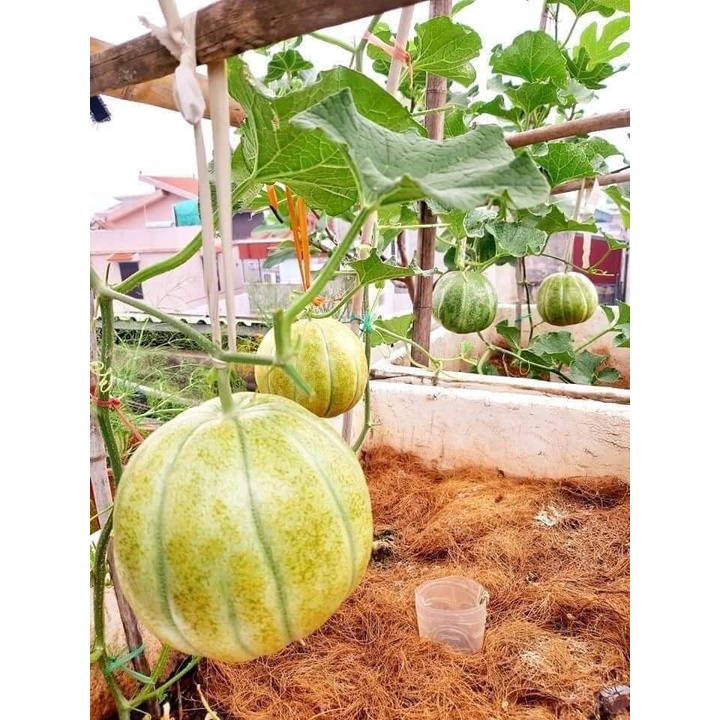 Hạt giống dưa bở sáp thái lan