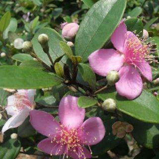 Cây Sim giống (ảnh thật cuối)
