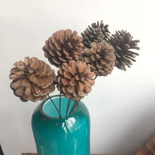 Quả thông khô trang trí decor (có cành)