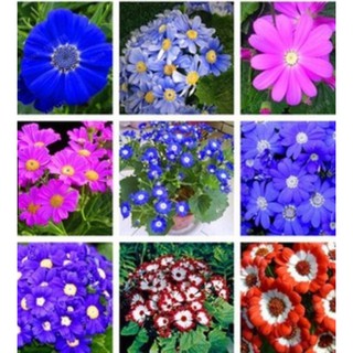 50 Hạt giống hoa Cúc lá nho