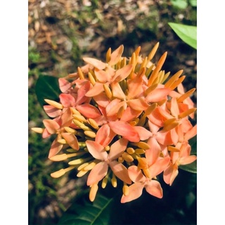 (4 cây) Cây bông trang vàng hường, lá trung - hoa mẫu đơn (cao 15-35cm)