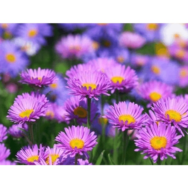 Hạt giống Hoa Thạch thảo  dễ trồng TOTT's fertilizer