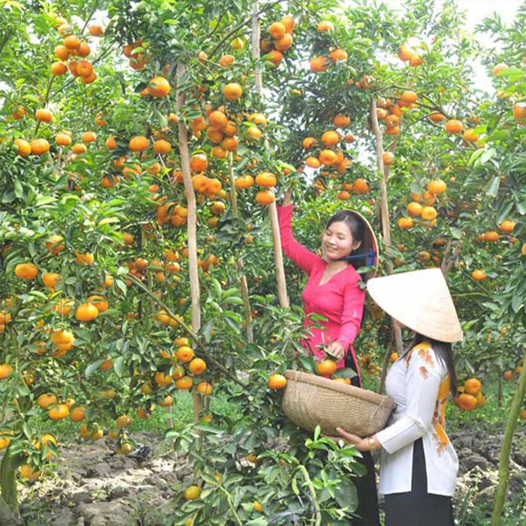 TIỀN GIANG -  khám phá Cù Lao Thới sơn - chèo xuồng ba lá | Việt Úc Tourist