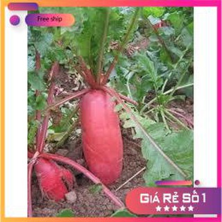 Hạt giống Củ Cải Đỏ Dài (20g)