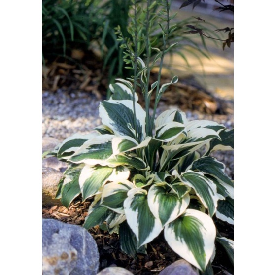 Chậu cứng Thiên niên kiện đột biến/Hosta