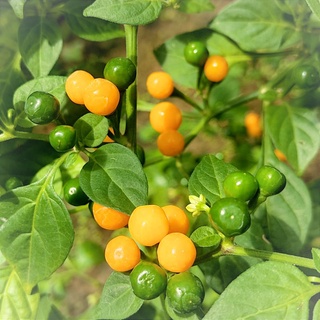 Cây giống ớt charapita và chile, 10 trái ớt khô