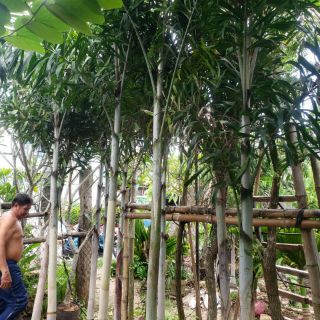 Cây 🌲 Cau đuôi chồn...1m4