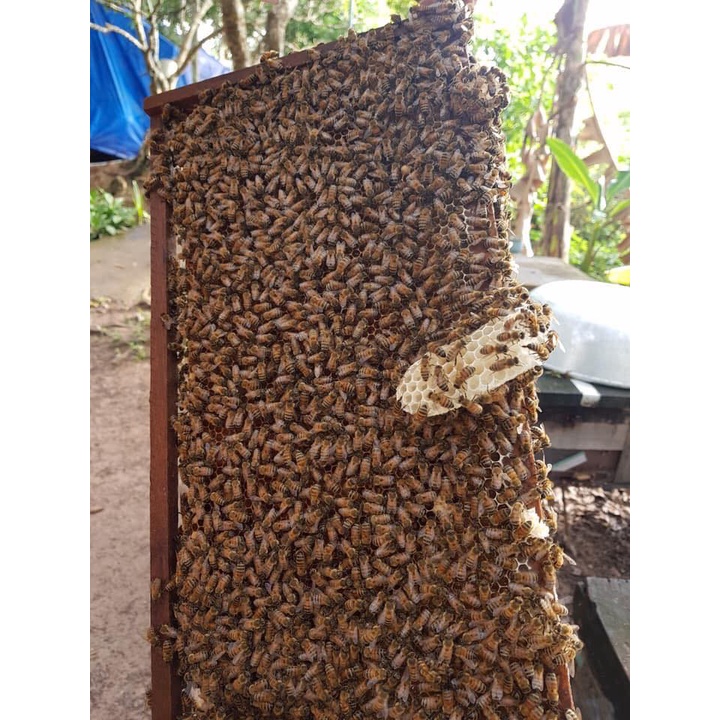 1 lít mật ong hoa cafe tại vườn Daklak