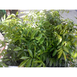 Combo 2 cây mắc mật (FreeShip)