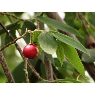 Cây giống trứng cá