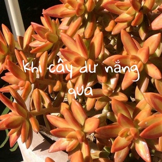 [Sen Đá] - [SIÊU XỊN] CÂY SEN ĐÁ VÀNG MINI ( DỄ TRỒNG, ĐÃ THUẦN KHÍ HẬU )