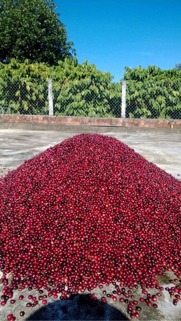 CAFE BỘT SẠCH ROBUSTA NGUYÊN CHẤT MIKA (500gr), giá sỉ và lẻ rẻ nhất Đăk Lăk cho loại cafe nguyên chất | BigBuy360 - bigbuy360.vn