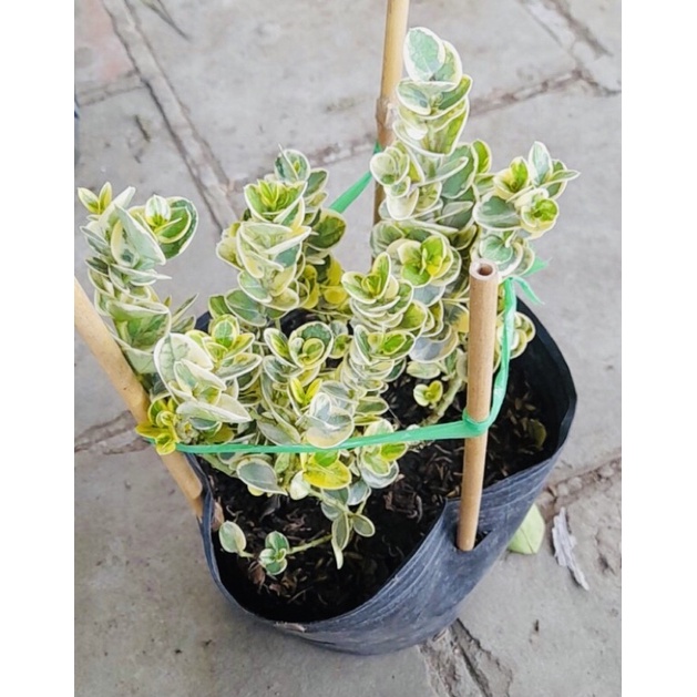 Cây siro lá cẩm th ạch