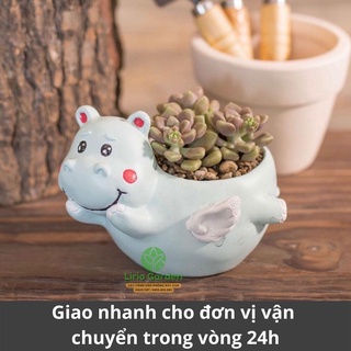 [ Quà Tặng Kèm ] chậu cây hà mã có cánh