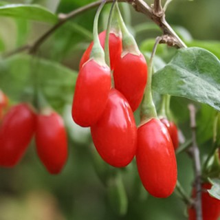 Trà Câu Kỷ Tử 100g
