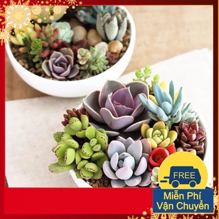 Hạt giống sen đá mix