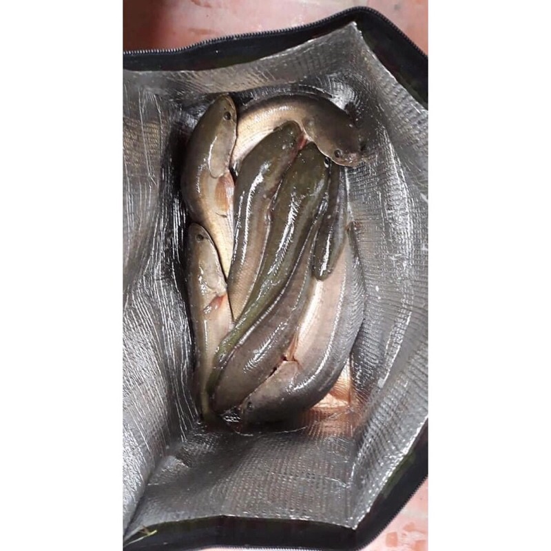 Túi đựng cá, Đựng Đá, Đựng Đồ Ăn Tùy Ý... giữ nhiệt cao cấp