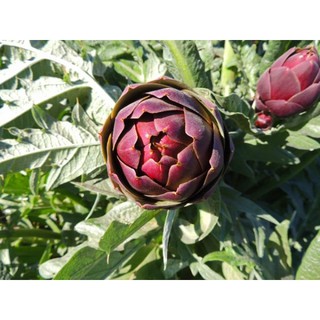 Hạt giống Atiso tím Purple Romagna Artichoke