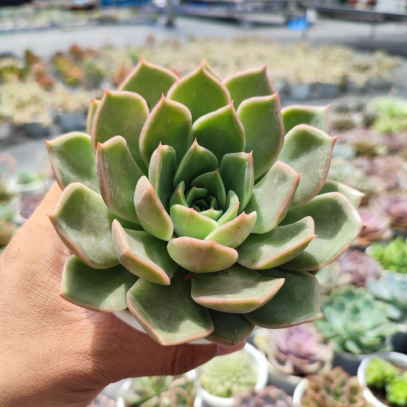 Sen Đá Đế Vương Xám Size Trung 10-12cm, Vườn Sen Đá PANDAA GARDEN Đà Lạt Khoẻ Đẹp, Thích Nghi Mọi Khí Hậu, Lỗi 1 Đổi 1