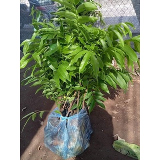 Cây Sấu giống ( CÂY TO BẦU TO CHUẨN GIỐNG)