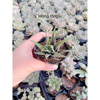 XR Móng Rồng size bầu 3-5 cm