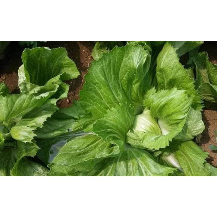 20G HẠT GIỐNG RAU CẢI BẸ DƯA CAO SẢN