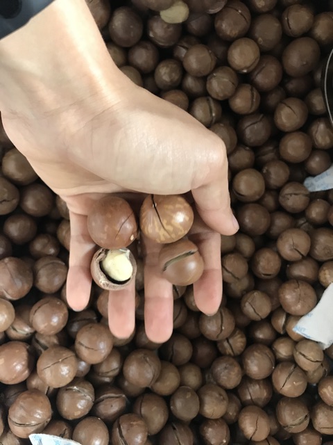 Macca rừng | BigBuy360 - bigbuy360.vn