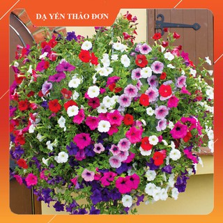 [5000 hạt Mix màu] Hạt Giống Hoa Dạ Yến Thảo