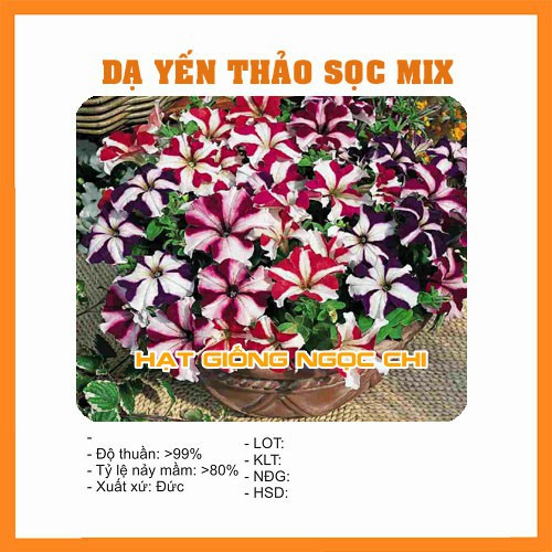 Hạt Giống Hoa Dạ Yến Thảo Sọc - 100 Hạt