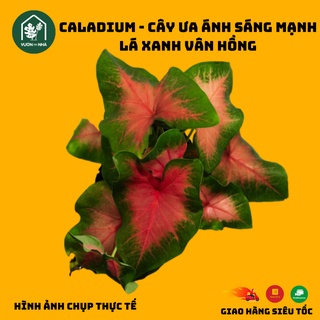 Caladium - Môn nhiều màu sắc đã thuần chậu rễ khỏe, ổn định
