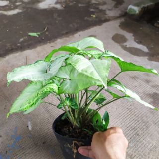 Chậu nhựa mềm Trầu bà trắng