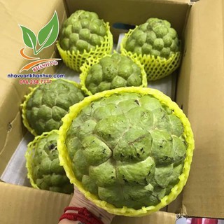 Na dứa Đài Loan
