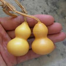 Hạt giống Bầu Hồ Lô Tí Hon
