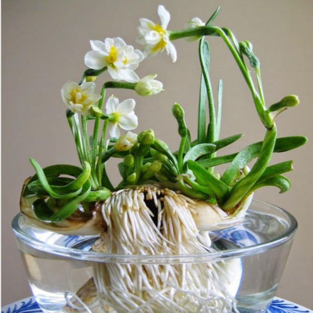 Hoa thủy tiên nước trồng tết