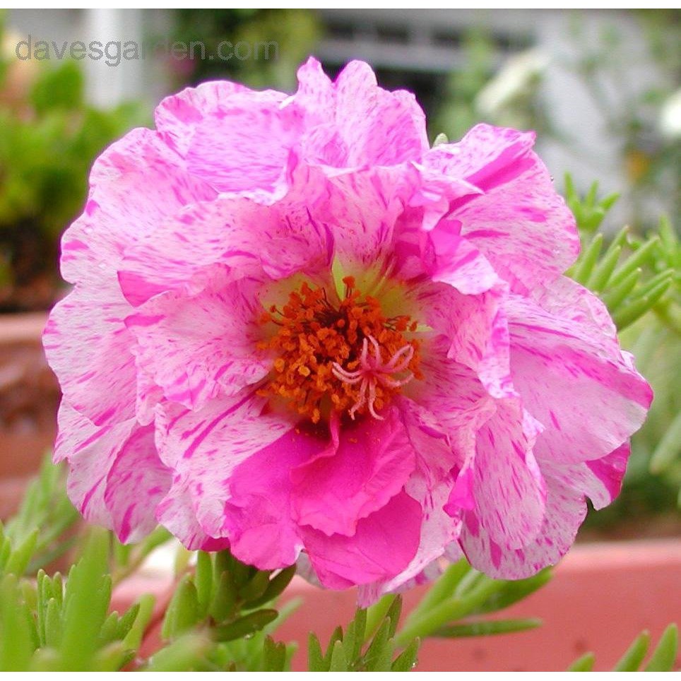 100 Hạt Giống Hoa Mười Giờ Mỹ Kép Mint F1 Cực Hiếm