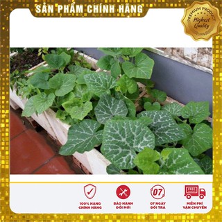 Hạt giống Bí Siêu Ngọn 20gram [Bán Sỉ]