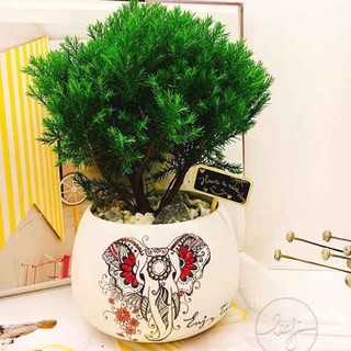 Cây tùng bông lai , Tùng bồng lai cây để bàn