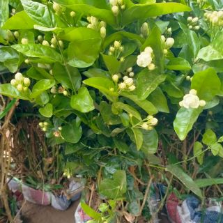 CÂY GIỐNG HOA NHÀI TA BỤI(tặng kèm túi phân bón)