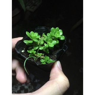 Sedum hoa Hồng xanh nhỏ