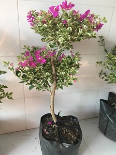 Cây giấy Cẩm thạch Mỹ cây to