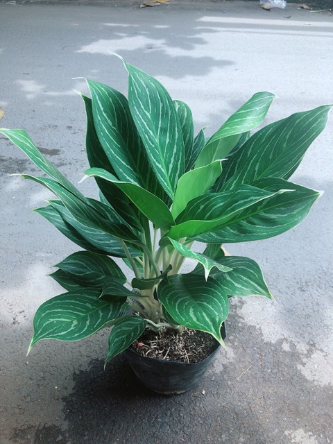 Cây Bạch Mã Hoàng Tử